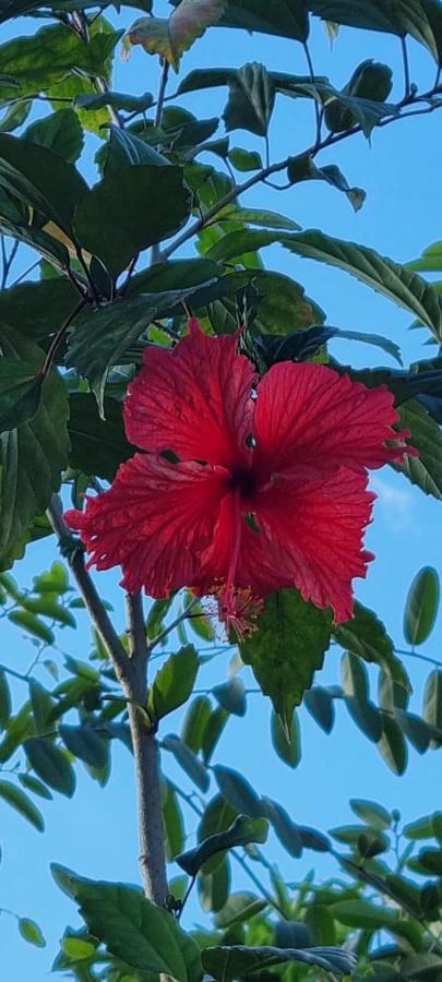 T2 Tropical En Bord De Piscine A 100M De La Mer Daire Le Carbet Dış mekan fotoğraf
